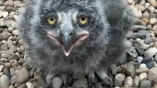 Hóa ra chim ưng con trông như thế này