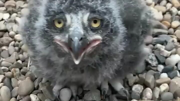 إذن هكذا تبدو صغار النسور في الواقع