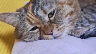 Mommy doesn't love me anymore, I'll eat half less today