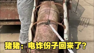 Zhu Zhu: Have the scammers come back?