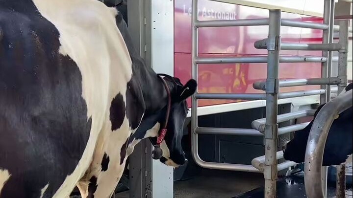Vắt sữa tự động, nói không với bóc lột