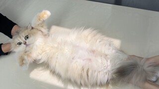 Cat Taking The Pregnancy Check-Up