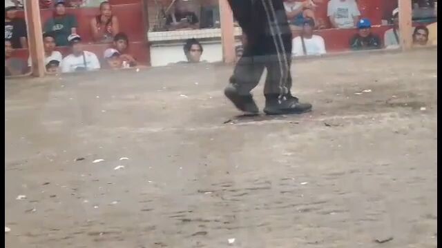 Grey 3x winner 🐓🫡