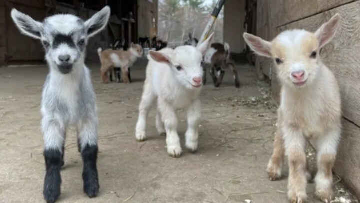 24 little cuties
