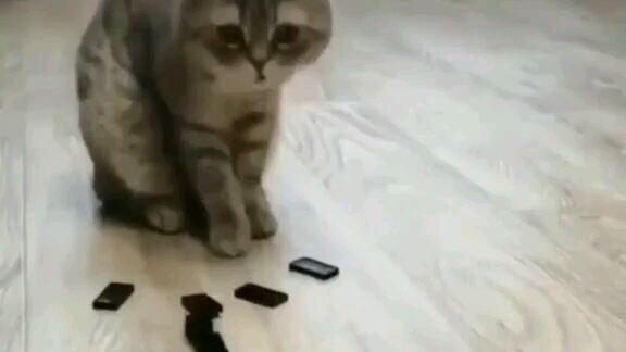 gak tau ah. pengen pelihara dino!