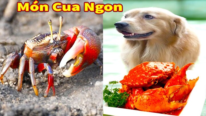 Thú Cưng TV | Lộ Hố Thông Minh Ngoan Hiền | Chó Golden Gâu Đần thông minh vui nhộn | Pets smart dog