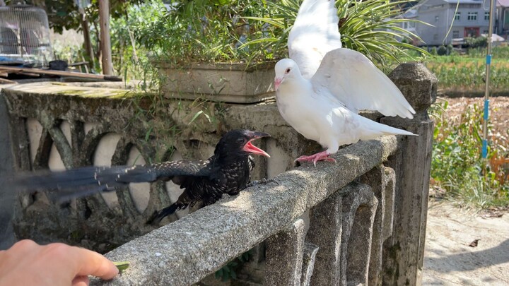 It’s号称 the laziest bird.