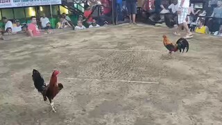 first figth win