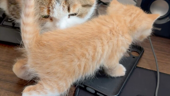 Nemu kucing hamil saat mancing, pulang ke rumah dia melahirkan tujuh anak kucing untukku!