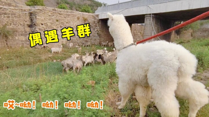 What happens when you drop an alpaca into a flock of sheep? The shepherd dog: Am I about to lose my 