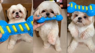 Cute Dog Reacts To His New Bone Toy