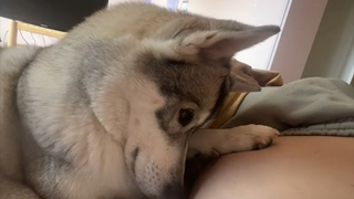 Anjing itu mendengar suara gerakan bayi manusia untuk pertama kalinya, lalu mencondongkan kepala den