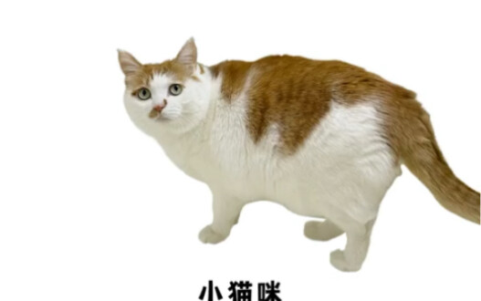 Mèo con, mèo mèo mèo mèo