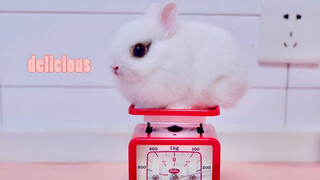 Bunny Dishes: Golden Deep-fried Or Fried With Sesame Seeds?
