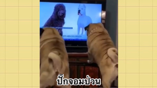 เพื่อนตัวน้อย สัตว์เลี้ยงแสนซน : ปั๊กจอมป่วน