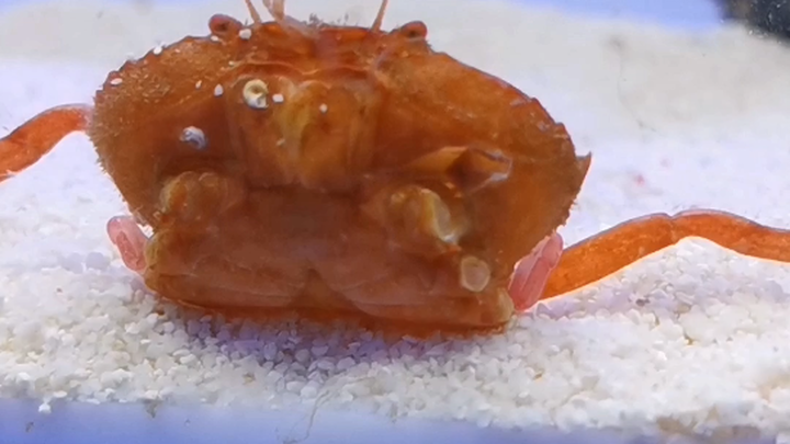 Kembali bertemu Kepiting Tangguh, kali ini adalah seekor kepiting cermin bercahaya yang langka