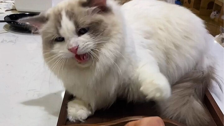 What evil intentions could a little kitten possibly have?