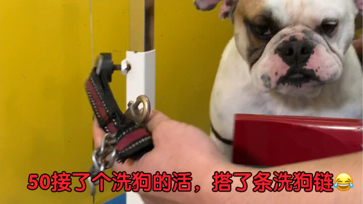 50 took on a dog-washing gig and set up an entire dog-washing chain!