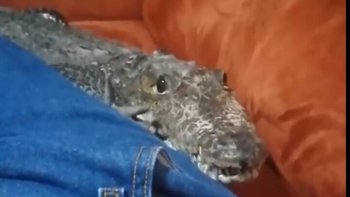 นี่มันหมาหรือจระเข้กันแน่??