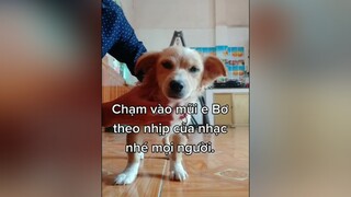 Chạm vào mũi Bơ theo nhịp của nhạc sẽ thấy điều bất ngờ. cunyeucuadua yeucho yeuchomeo cún cúncon chó chómèo chócon chókhôn dogsoftiktok