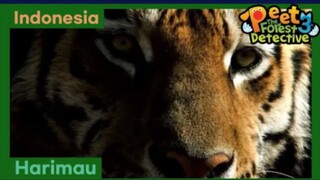 Aku Akan Kembali Suatu Hari Nanti - Peet The Forest Detective 3 (Bahasa Indonesia)