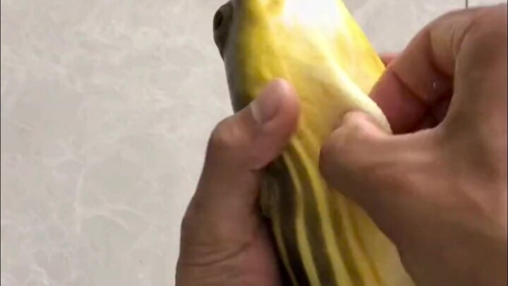 Why do pufferfish make noises?