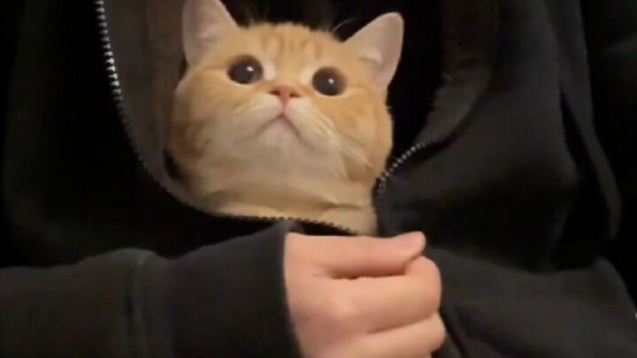 “This is probably the joy of owning a cat.”