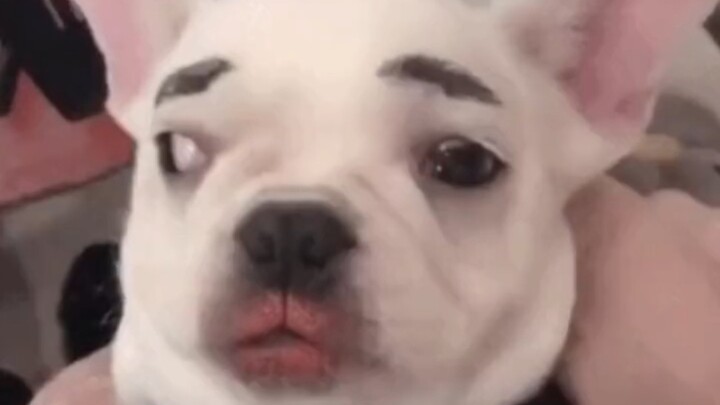 "A Collection of 40 Confusing Animal Behaviors"