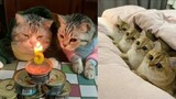 Kucing-Kucing Ini Gemesin Banget