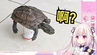 日本萝莉看《龟界酷刑》当场绷不住