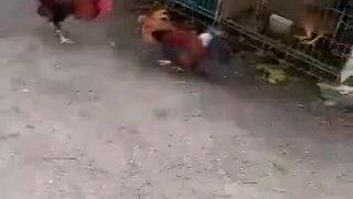 Gull ko na kay Alivio