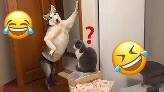 Laughing at the Funniest Animals | Funny Animal Videos
