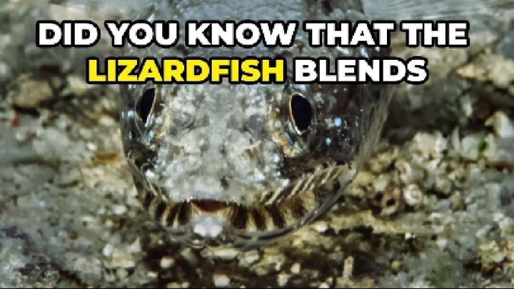 Lizardfish: Nature’s Undercover Assassin