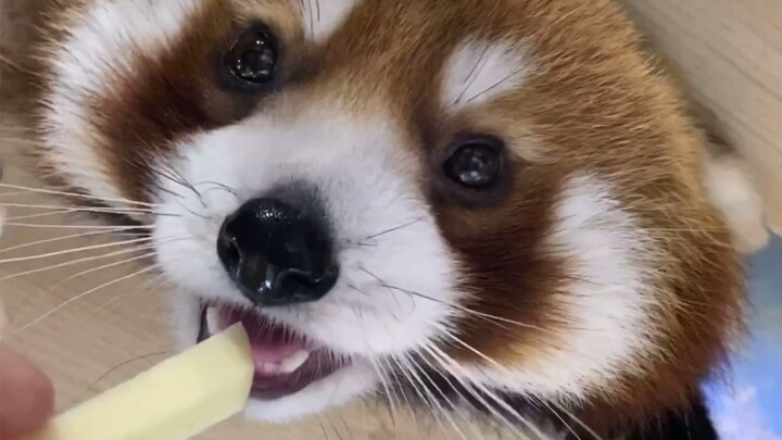 【Little Panda】Ugh! She's eating an apple again, and apple juice is dripping onto my face! I'm gonna 