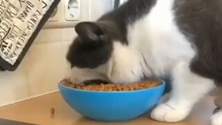 Orang yang makannya banyak, orang yang makannya banyak, orang yang makannya banyak pasti pakai basko