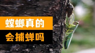 [Teruji] Apakah belalang sembah benar-benar bisa menangkap jangkrik?