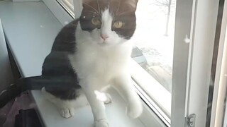 Kucing: Tertangkap oleh Udara Dingin Siberia