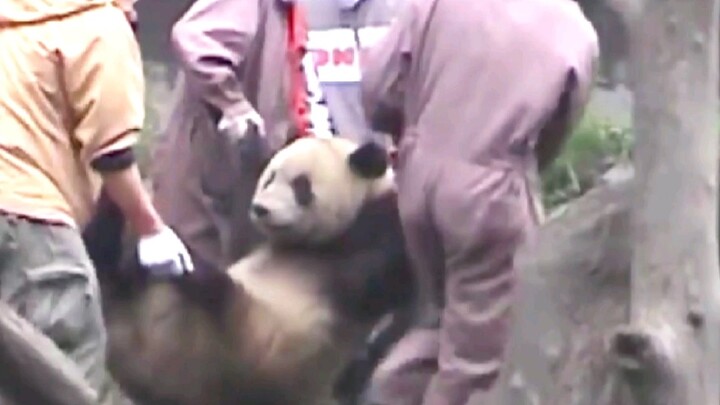 Setelah gempa bumi, panda raksasa ketakutan, penjaga hewan memeluknya dengan sabar untuk menenangkan