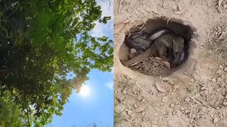 Snake and mongoose fight on one side, mobile captures a beautiful video on the other.