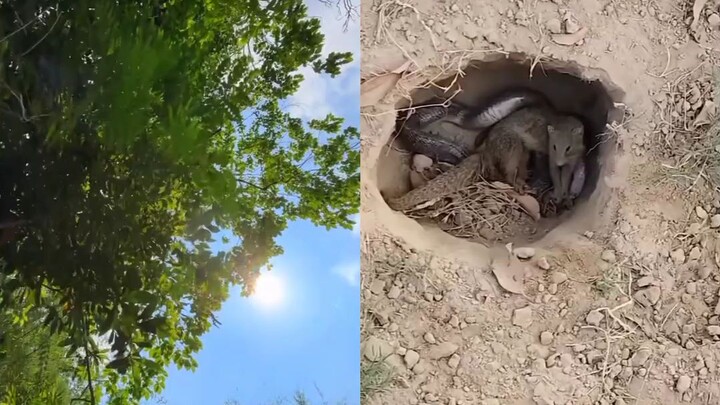 Snake and mongoose fight on one side, mobile captures a beautiful video on the other.