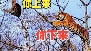 Monkey: Who said tigers can’t climb trees!
