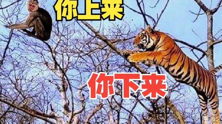 Monkey: Who said tigers can’t climb trees!