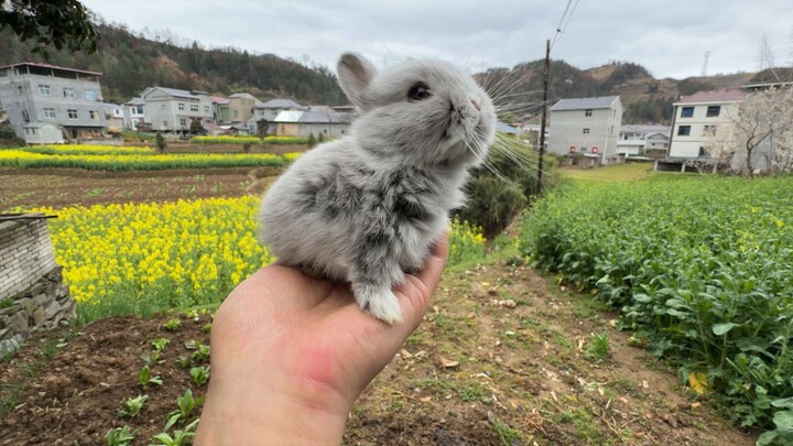 The little rabbit who’s opened its heavenly eye is no ordinary creature—it’s born with jailbreaking 