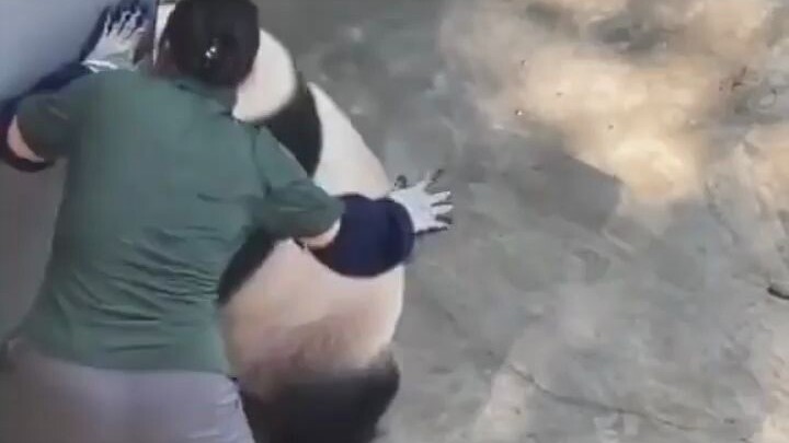 This video made me realize more deeply that pandas are bears.