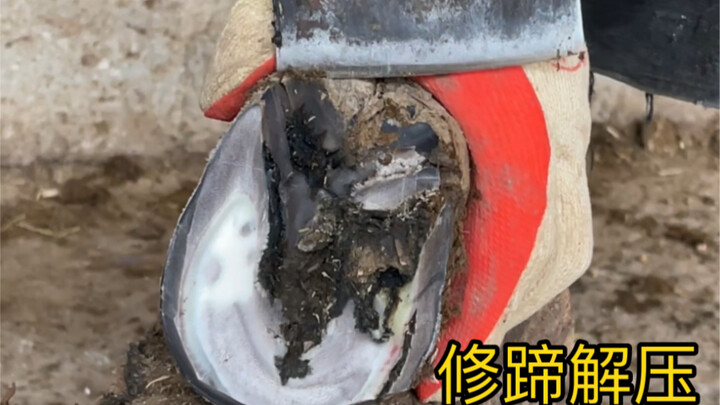 Trimming a donkey’s hooves shows you care about the animal—during the process, they don’t feel any p