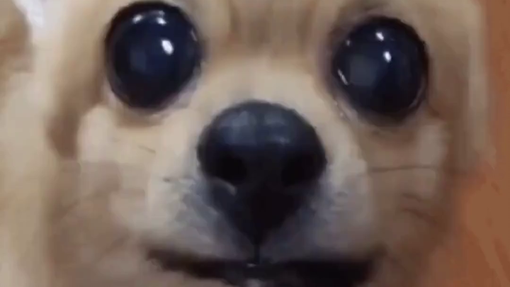 เห็ดน้อยบลูเมาเทน: น่ารักแต่ยังไม่เป็นที่รู้จัก ไม่ควรรับประทาน