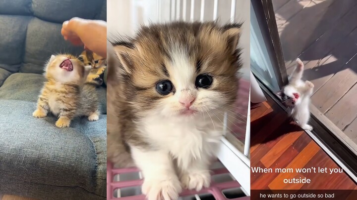 แมวจู่โจม แบบนี้ใครจะทนไหวล่ะ?