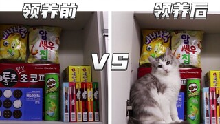 没猫vs有猫