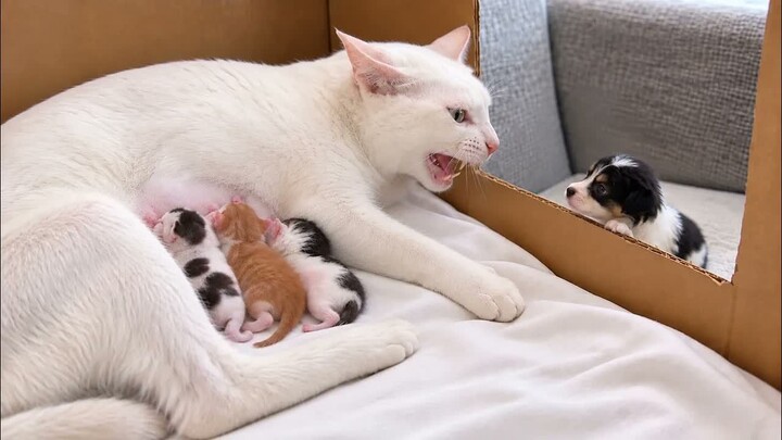 Cross-species maternal love! When a mother cat first sees a lost newborn puppy, will she take it in?