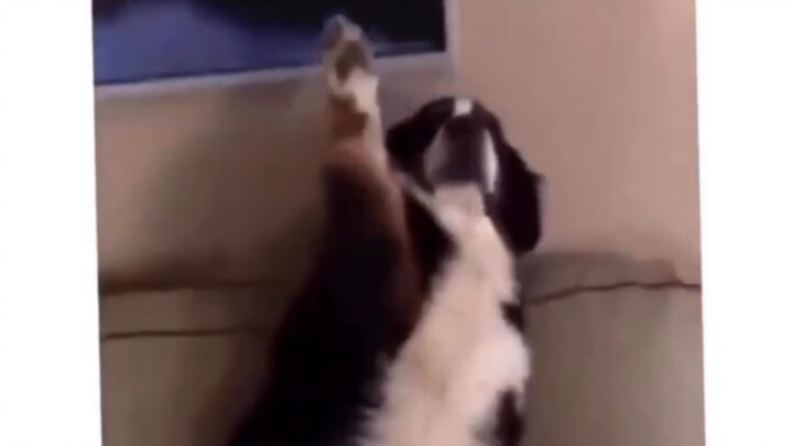 Dia sepertinya sangat bangga.